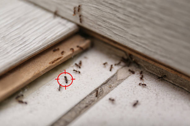 Flea Control Services in Camp Point, IL