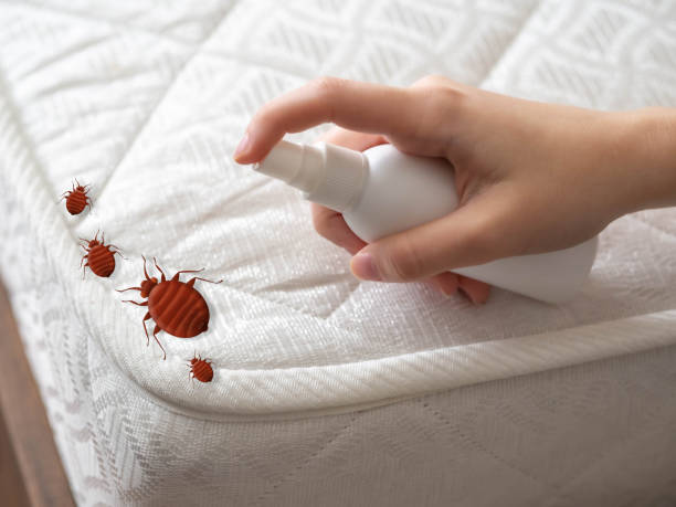 Best Ant Control Services  in Camp Point, IL